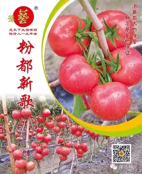 粉都新歌.jpg 粉都新歌.jpg