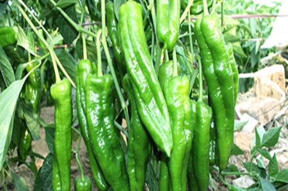 好消息：十畝地的豫藝順美早椒賣了15萬！