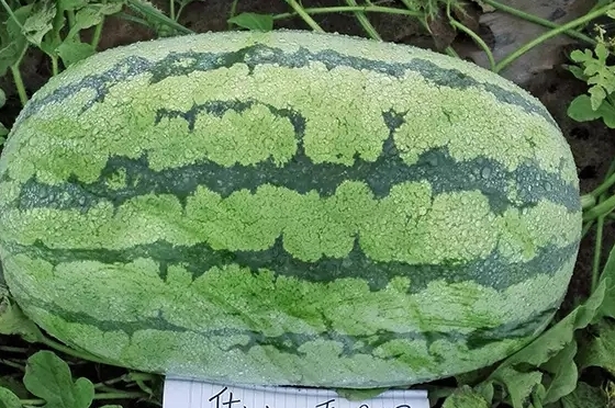 西瓜只為夏天而生嗎？