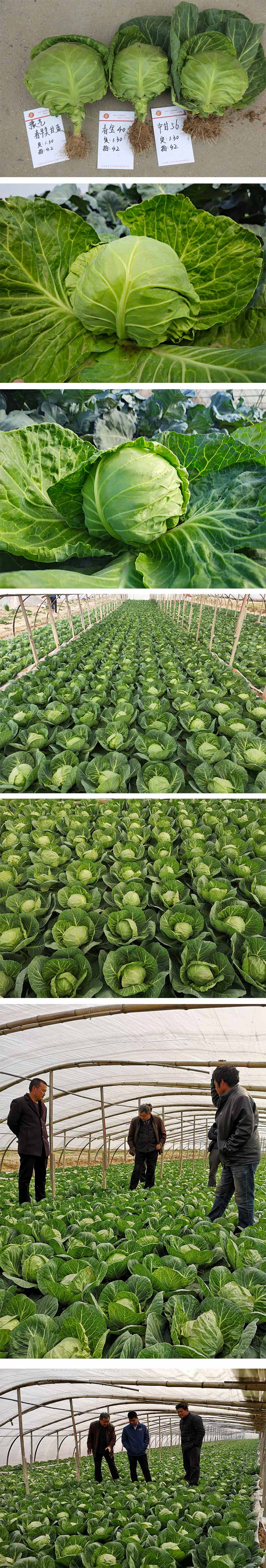 xiangqing.jpg xiangqing.jpg