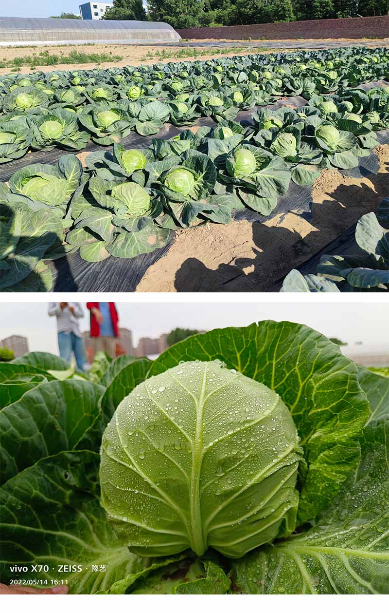 XIANGQING.jpg XIANGQING.jpg