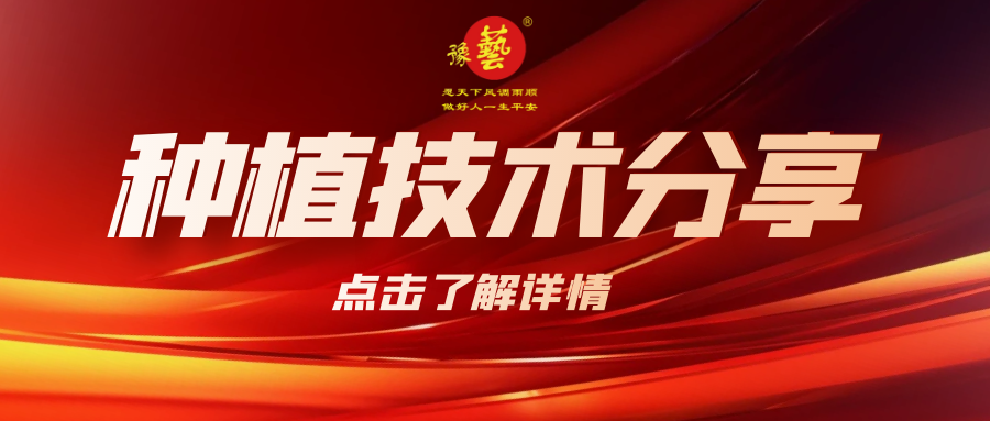 要想種出精品率高的胡蘿卜，這7點要注意！