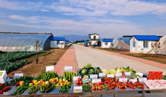 冷空氣來臨，面對“蹦極式”降溫，瓜果蔬菜如何加強防范應(yīng)對？