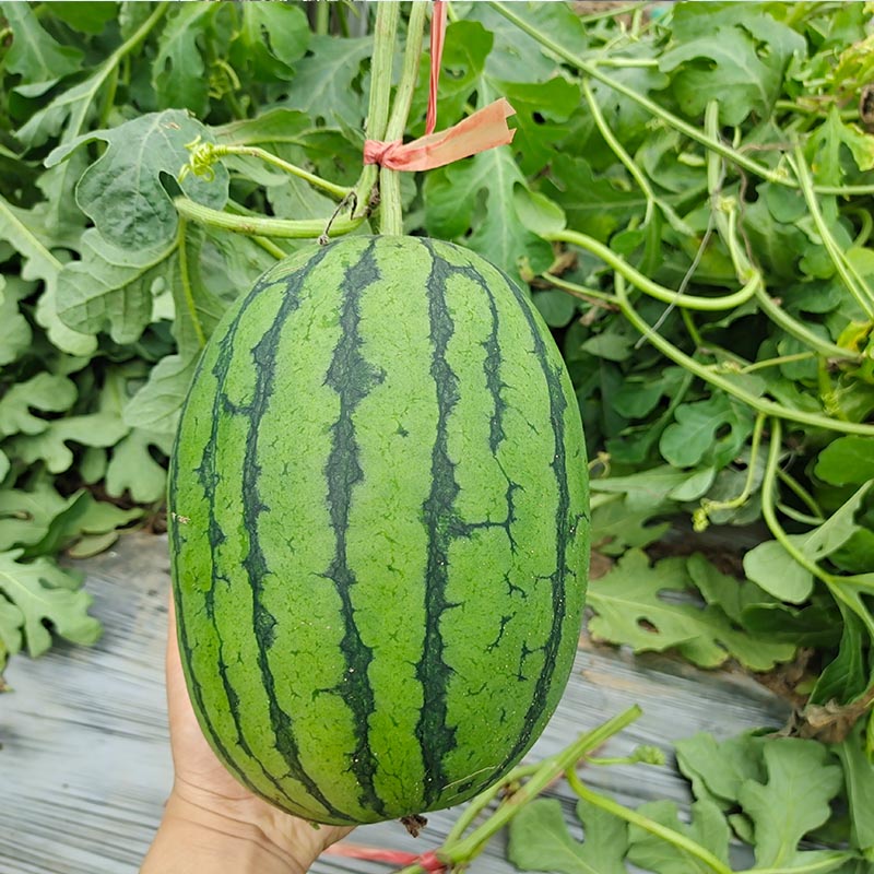 230425222518fcccee.jpg 230425222518fcccee.jpg