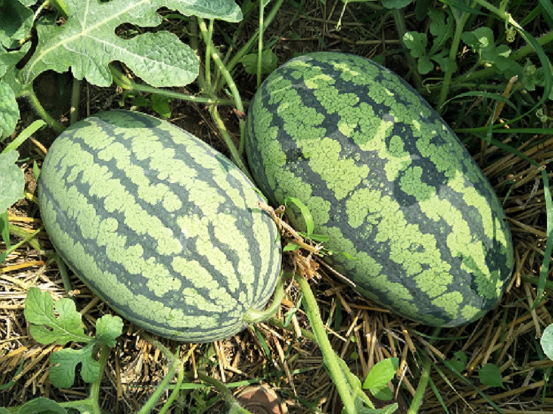 IMG20170702150156.jpg IMG20170702150156.jpg