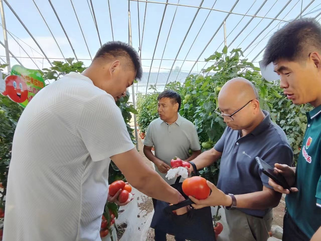 馬村園區(qū)蔬果香，秋延種植選品忙