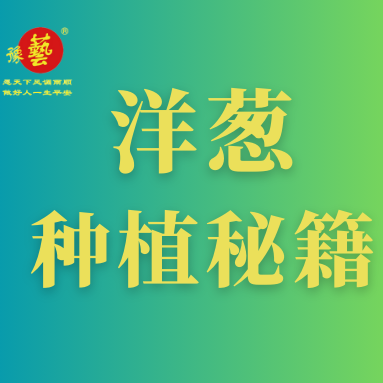 洋蔥種植秘籍：掌握這八點，種出優(yōu)質(zhì)洋蔥！